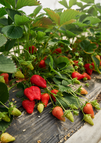 rows fresh organic strawberries 
